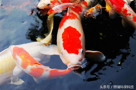 京都風水 錦鯉魚